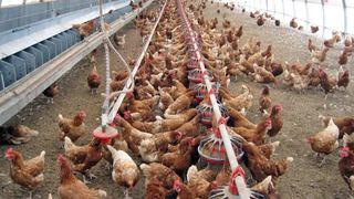 Ferma avicola de langa penitenciarul Vaslui, amendata pentru disconfortul creat detinutilor