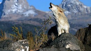 Norvegia vrea sa permita ucidere a 47 din cei 68 de lupi de pe teritoriul ei. Se anunta un masacru printre animale