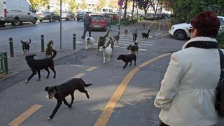 Dupa ce un baietel de 8 ani a murit calcat de masina pentru ca se ferea de un caine fara stapan, tot mai multi bucuresteni se plang ca maidanezii au reaparut. Situatia ar putea scapa de sub control