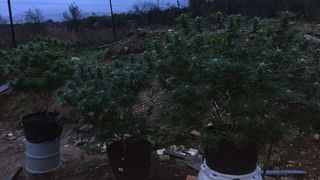 Descoperirea politistilor din Caras-Severin: cum arata culturile de cannabis, ilegale! Trei persoane au fost ridicate si duse la audieri