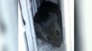 Soareci si urechelnite in saloanele Spitalului de Pneumologie din Aiud