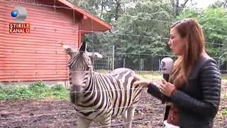 Zebrele de la Gradina Zoologica din Timisoara mor pe capete! Doua animale au murit in nici o luna de cand au fost aduse aici