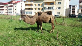 Pe o pajiste dintr-un cartier din Cluj a aparut o camila! Cum a ajuns sa pasca animalul printre blocurile din oras
