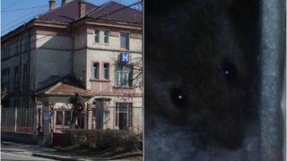 Inspectia Sanitara a inchis Sectia Spitalului din Aiud, dupa ce pacientii au gasit soareci si insecte in salon