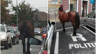 Un cal s-a plimbat ore in sir prin centrul istoric al Sibiului. Apoi, a fost legat de un stalp, pe locul de parcare al politiei. Imaginile au devenit virale