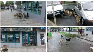 Orasul din Romania in care cetatenii sunt terorizati de cainii comunitari. "Alo, domnule primar? Primaria, dormiti?" - Oamenii se plang ca singura solutie a oficialilor este otravirea maidanezilor