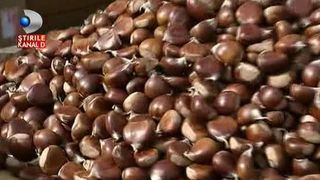 A inceput, cu mare fast, festivalul castanelor de la Baia Mare, dar nu s-au copt castanele. Comerciantii le-au adus din Italia