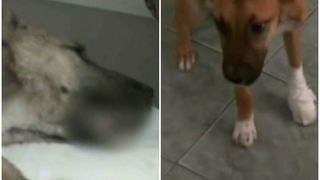 Medicii au reusit sa faca minuni in cazul acestor doi catelusi. "Rusinosu" si "Portos" au fost salvati de la moarte in ultima clipa. Amandoi au trecut prin chinuri infiroatoare!