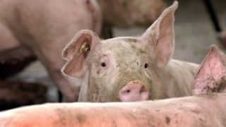 Vaslui: Măsuri pentru prevenirea apariţiei pestei porcine; vânzarea de porci în târguri, interzisă