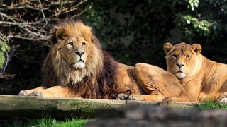 Primul zoo din Romania inscris pe harta mondiala a gradinilor zoologice. Pana in acest an, tara noastra nu exista pe aceasta harta