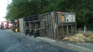 Un autotren &icirc;ncărcat cu oi s-a răsturnat pe Autostada Soarelui. Mai multe animale au murit