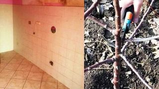 Intr-un orasel din Italia, chiriasii romani rau-platnici au lasat 3.000 de euro datorii si au plecat cu ciresul din gradina!