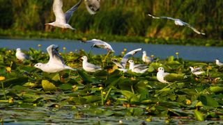 Cea mai vizitata destinatie turistica din Romania este Delta Dunarii! Rezervatia naturala este urmata de Mamaia si Baile Felix