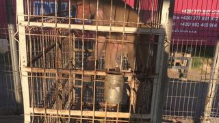 "Salvati acest animalut!" O maimuta traieste intr-o cusca ruginita de cand era mica