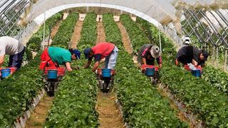 Romanii si bulgarii, jigniti de un parlamentar britanic. "Nu pot folosi telefoane mobile, dar ştiu cum să culeagă căpşuni, britanicii noştri nu ar face niciodată asta"