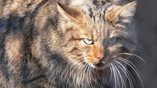 Academia Rom&acirc;nă, impotriva proiectului care permite &icirc;mpuşcarea de animale