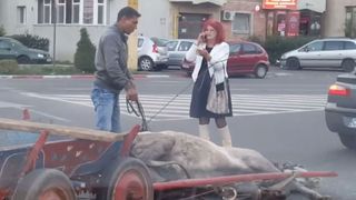 Cruzime fara margini! Un barbat si-a batut cu bestialitate calul care zacea la marginea drumului, ranit in urma unui accident