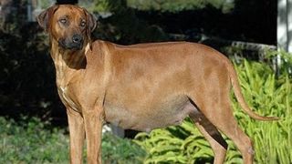 Cruzime fara margini. O catelusa gestanta a fost hranita cu cuie. Stapana ei a fost cea care a vrut sa o omoare