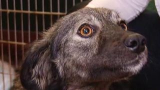 Cruzime de neimaginat! O femeie a incercat sa-si omoare cainele punandu-i in mancare ace de gamalie. Nici medicilor nu le-a venit sa creada cand a vazut ce avea catelusa in stomac