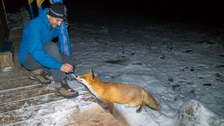 Bella, vulpita din Retezat care ii pazeste pe turisti mai ceva ca un caine. Imagini incredibile