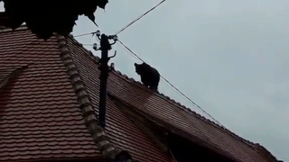 Urs de mari dimensiuni &icirc;n centrul oraşului Sibiu; poliţişti, jandarmi şi pompieri intervin pentru prinderea animalului
