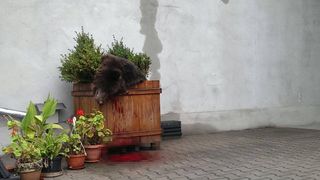 Imagini care pot afecta emotional cu ursul impuscat de autoritatile din Sibiu. Animalul salbatic a fost prins intr-o curte