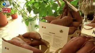 Cartofii dulci de Dabuleni au ajuns in magazinele din tara: "Este leguma perfecta, completa". Ce beneficii are