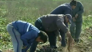 Leguma minune care a inceput sa se cultive masiv in Romania. Este leguma ideala pentru doamne
