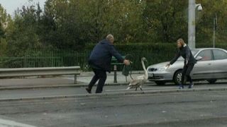Imagini cu momentul capturarii unei lebede care s-a ratacit in Bucuresti