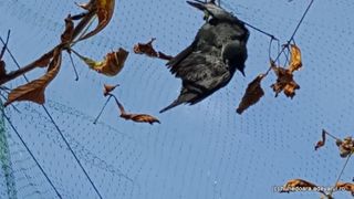 Hunedoara: Ciori moarte, lasate sa atarne in copaci pe bulevard. "Păsările moarte vor fi date jos &icirc;n cel mai scurt timp" anunta Primaria