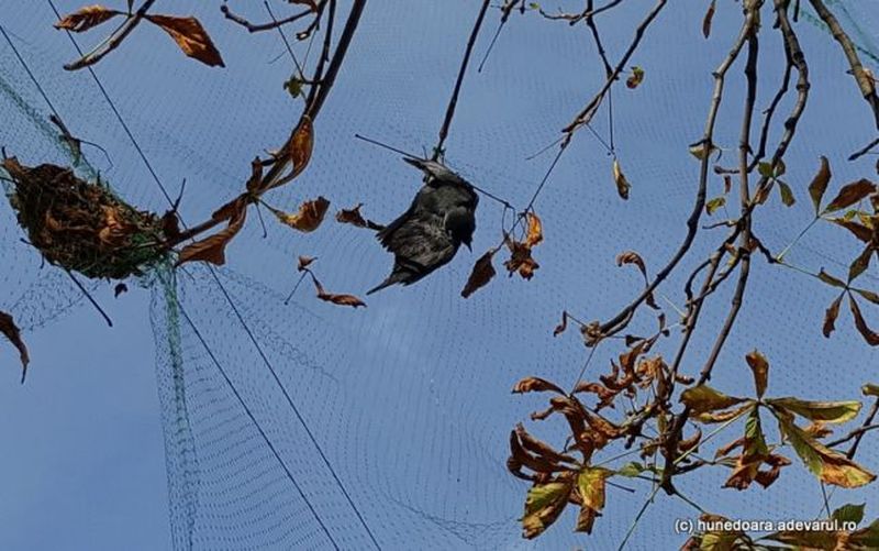 Sursa foto: Adevarul.ro