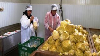 Povestea romanilor care au dat lovitura cu varza murata vidata: "Avem o saramură secretă"