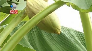Maramuresenii se mandresc cu bananieri. Cum au ajuns bananele sa creasca in curtea unor sateni