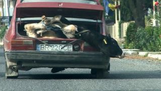 Samsari de animale, filmaţi &icirc;n timp ce transportau o vacă legată fedeleş &icirc;n portbagajul unei maşini Dacia 1310