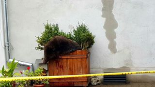 Vantoarea &rdquo;recreativ-sportiva&rdquo;, interzisa. Proiect de lege dedicat ursului impuscat in Sibiu