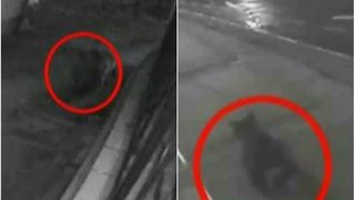 Noi imagini cu ursul ucis la Sibiu. Bietul animal este surprins alergand haotic prin oras. Se pare ca ursul s-a speriat de ceva din padure si a ajuns pe strazile Sibiului