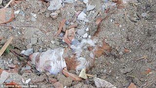 Act de cruzime! Un caine cu un cui batut un craniu a fost ingropat de viu. Cand a fost gasit, animalul era in viata