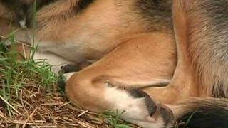 Imagini socante! Un taximetrist a lovit un caine care dormea in fata unui depozit. Martorii spun ca soferul masinii a calcat intentionat animalul