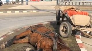 Mobilizare impresionanta azi noapte in Sectorul 5. Un cal a fost salvat de la moarte