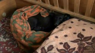 Aceasta catelusa a fost scoasa dintr-un bazin dezafectat in ultima clipa. A asteptat zile in sir ca cineva sa vina sa o salveze. Imagini emotionate