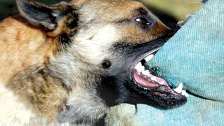 Cosmarul parintilor din Galati al caror copil a fost muscat de un caine maidanez in 2013 nu se opreste. Au cerut 100.000 euro daune morale, insa instanta le-a respins solicitarea