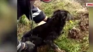 Operatiune dificila de salvare. Un pompier a coborat 3 metri sub pamant ca sa salveze un caine cazut intr-un canal