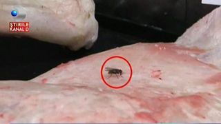 Recipiente mizerabile, tejghele pline de s&acirc;nge şi muşte pe carnea expusă. Dezastru in halele din tara. Vanzatorilor nu li se pare ca ar fi nicio problema: "Nu s-a imbolnavit nimeni"