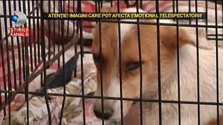 Cruzime devastatoare. O catelusa a ramas paralizata, dupa ce a fost taiata cu sabia pe spate. Animalul a fost spintecat spre amuzamentul unor oameni