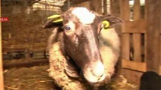 Mai rar auzi asa ceva! O oaie a nascut patru miei.