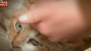 10 pisici mutilate de un om fara suflet. A aruncat cu apa clocotita peste ele