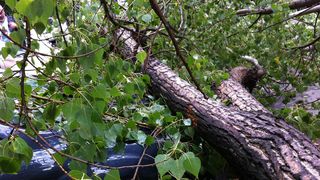 Arad: Şofer rănit grav după ce un copac rupt de v&acirc;nt a căzut peste maşina lui &icirc;n timp ce era &icirc;n trafic