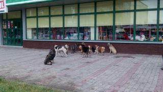 Angajatii primariei din Caracal, acuzati ca au ucis mai multi caini cu furadan