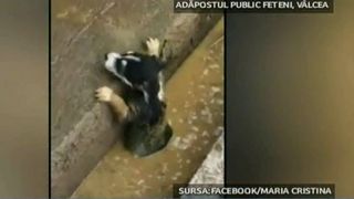 Conditiile cumplite in care traiesc cainii din adapostul public de la Ramnicu Valcea. Este un adevarat focar de infectie, iar angajatii lucreaza in mirosuri insuportabile