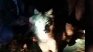 Cum a reusit lupul sa fuga chiar de la poarta Rezervatiei din Zarnesti: "S-a imprietenit cu cainii unui localnic si era suspect de linistit". Un reportaj marca Stirilor Kanal de la ora 12:30